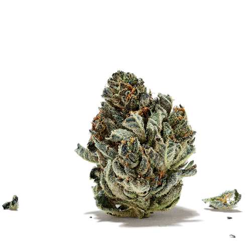 Master Kush